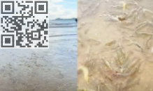 神奇现象！广东一海滩突然涌现大量海虾(图1)